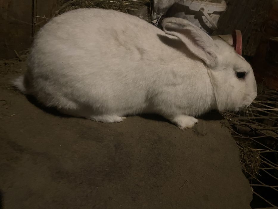 Sprzedam króliki