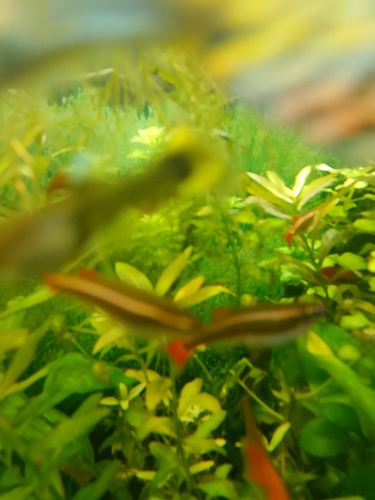 Kardynałki chińskie sprzedam