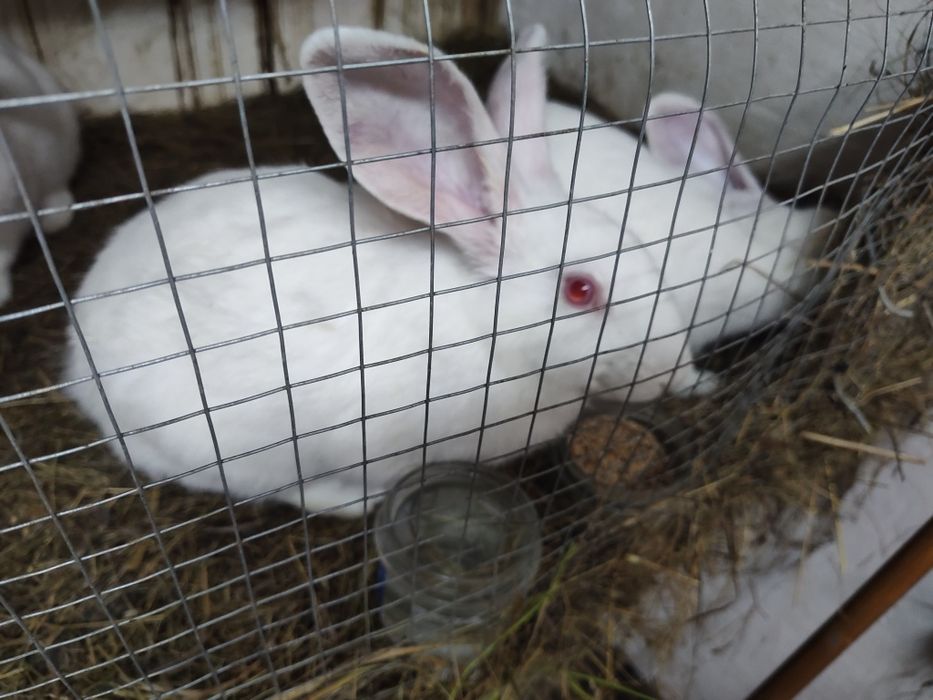Króliki termondzkie białe