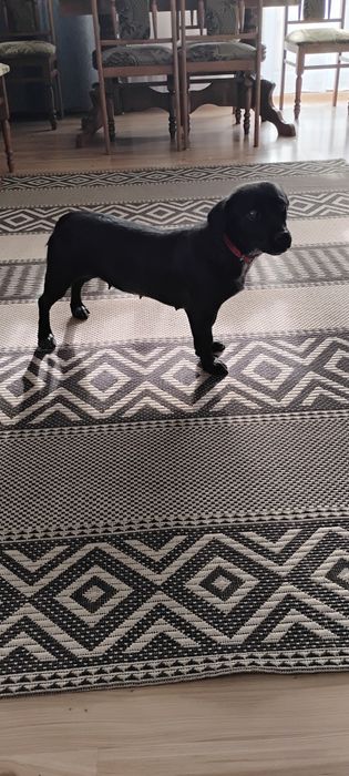 Koko bardzo potrzebuje domku