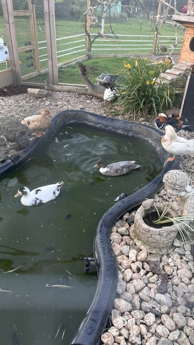 Kaczki   Callduck para