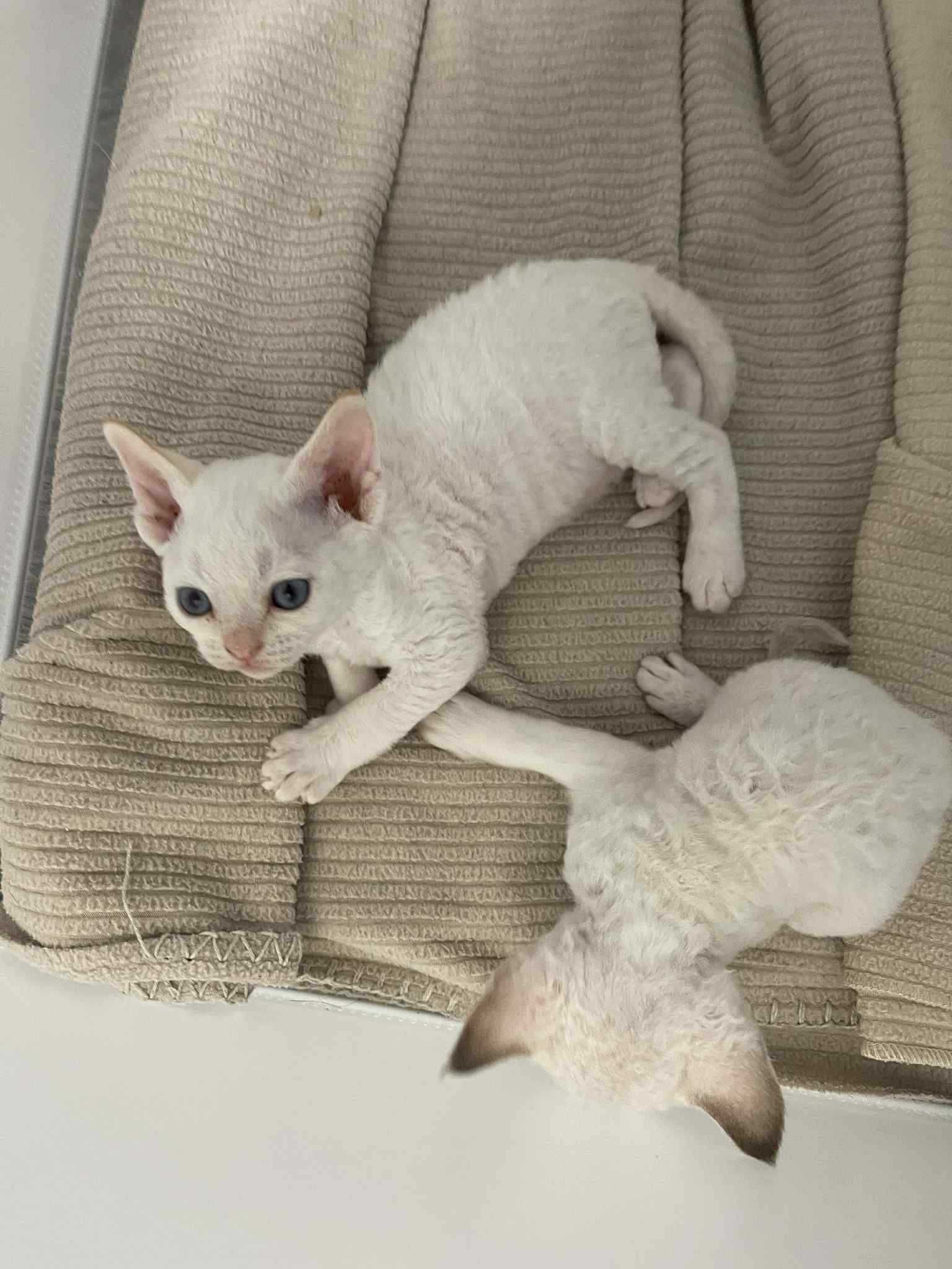 Piękny kocurek DEVON REX Fpl Drx