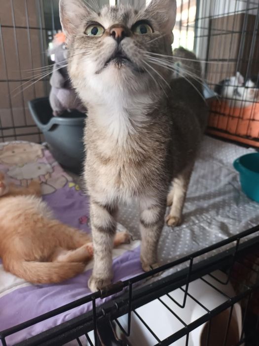 Dorosła bardzo dobra kochana cierpliwa kotka do adopcji