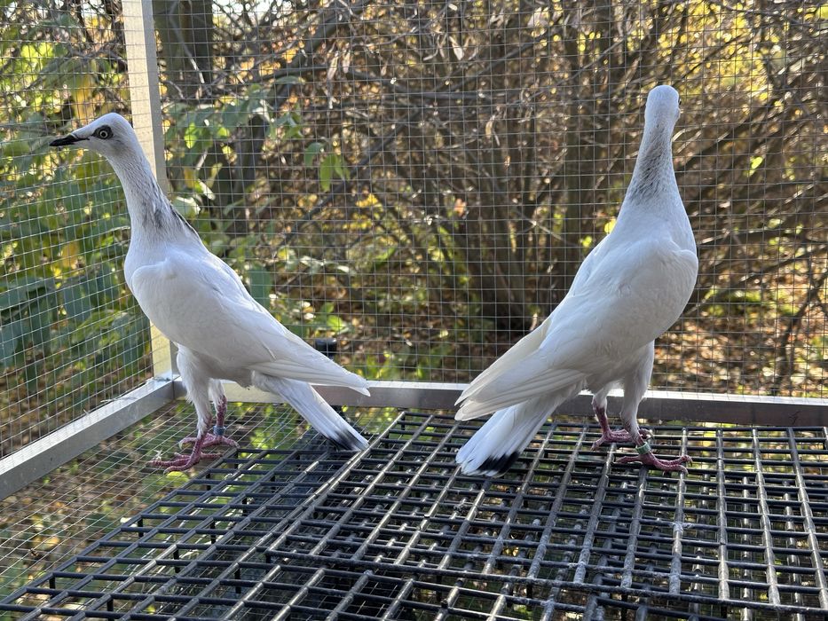 Srebrniaki wyloty 25r