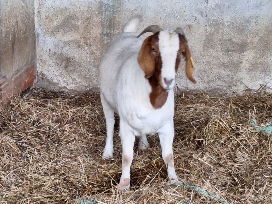 Cabra Boer Pura.