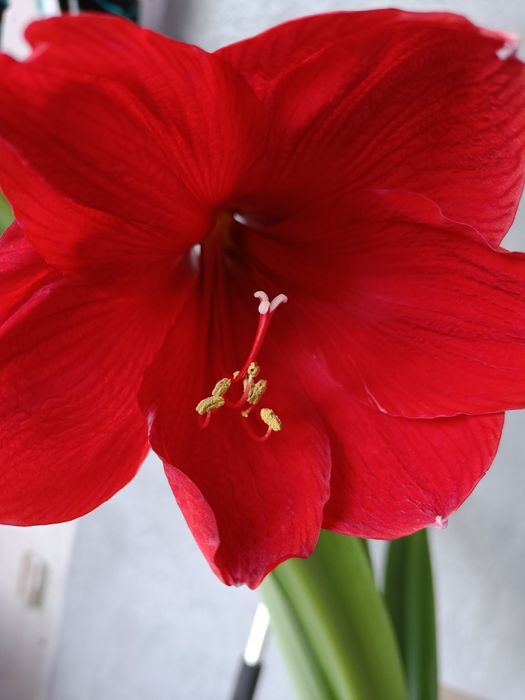 Фіалочки, гіпераструм