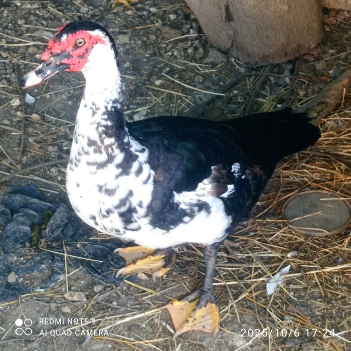 Patos mudos para venda