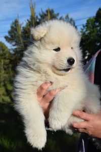 Samoyed piesek ZKwP