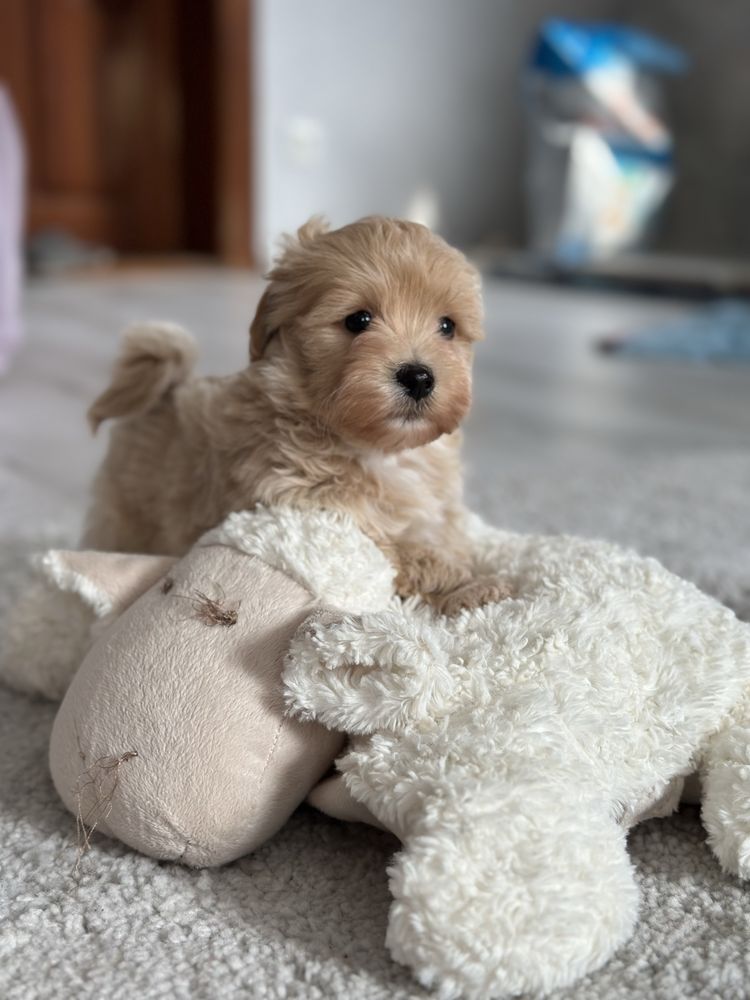 Милий хлопчик мальтіпу ф1 міні