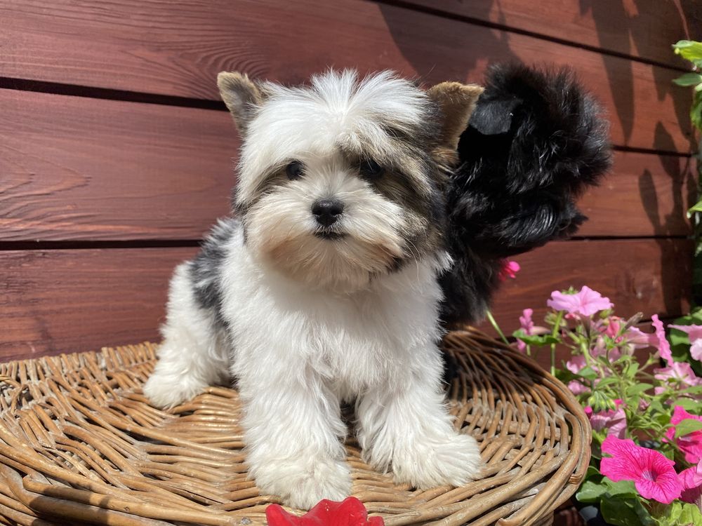 Black & White - black - Yorkshire  Terrier - biewer