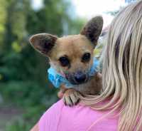 5 kg Niteczka odebrana od lokalnego pijaczka do adopcji