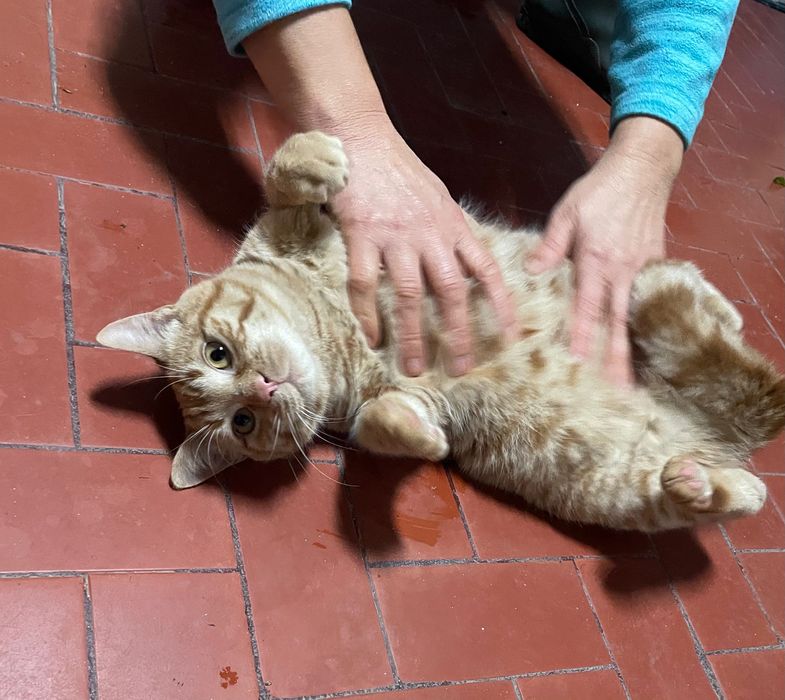 Gatinho para adopção responsável