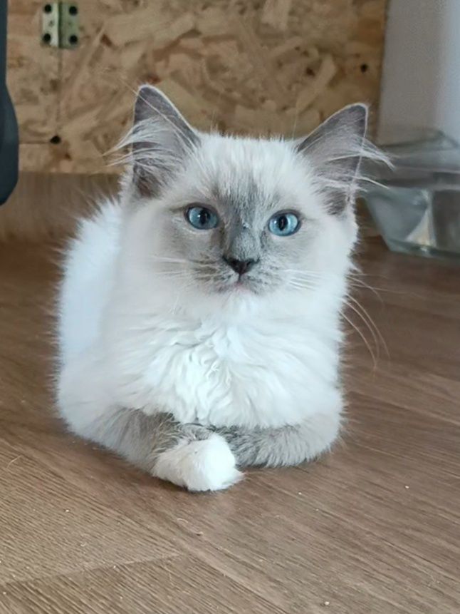 Kotka Ragdoll rodowód FPL