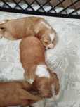 Cociel Spaniel angielski do rezerwacji