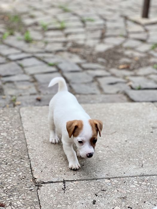 Красуні дівчатка ( джек рассел )