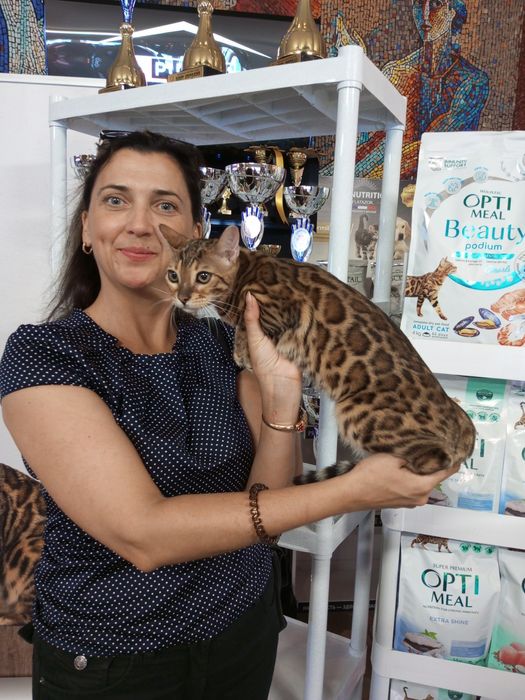 Бенгальські котики, WCF