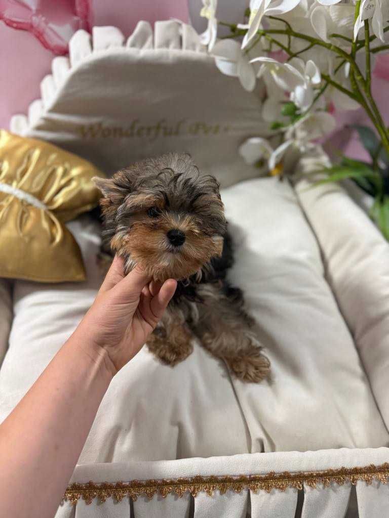 York Yorkshire Terrier słodki chłopczyk Czarno złoty gotowy do odbioru