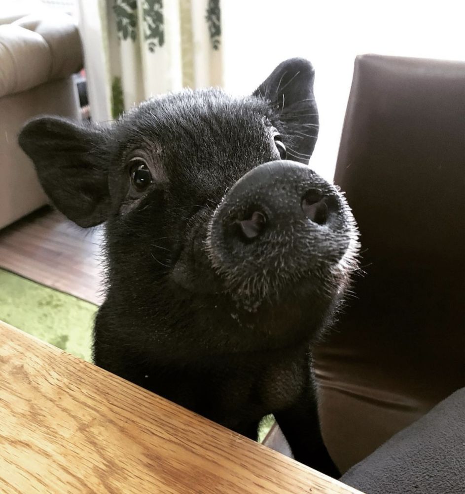 Mini pig,  міні піг, карликовий піг, міні свинка домашня квартирна