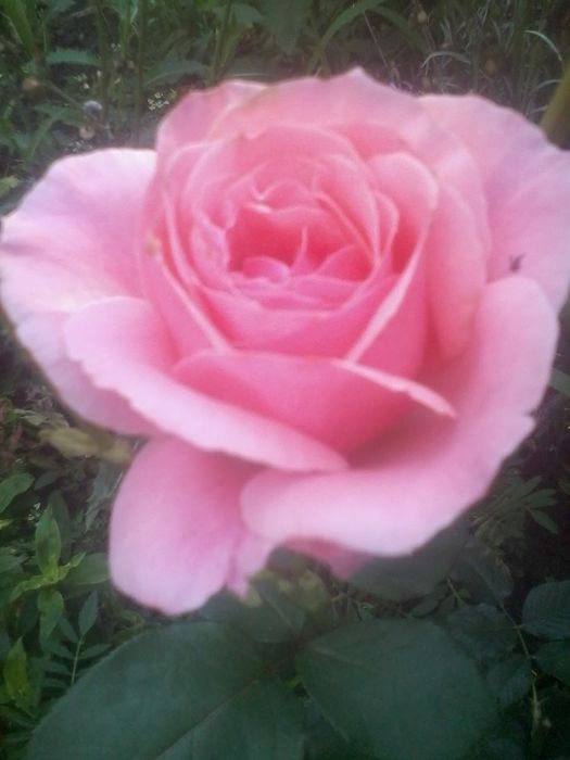 Розы. Саженцы Роз