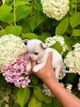 Chihuahua Miniatura