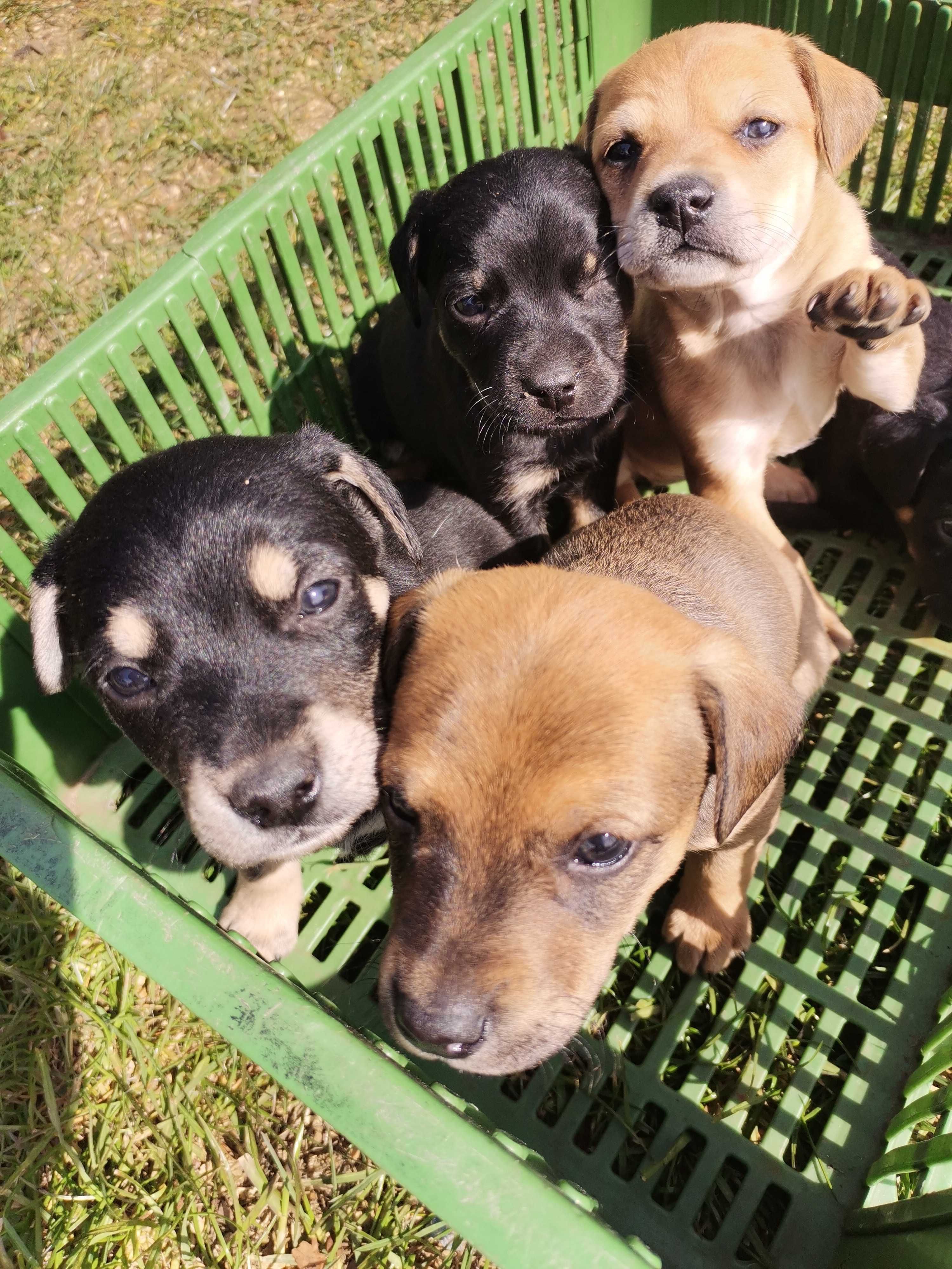 Pieski po labradorce mini do adopcji