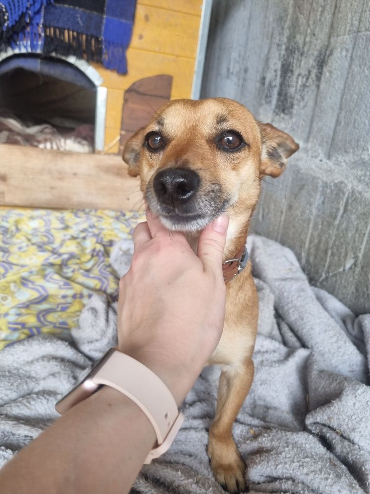 Dumbo - 5 kg, maluszek do adopcji!