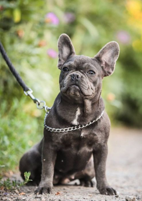 Дівчинка Кнопа французький бульдог