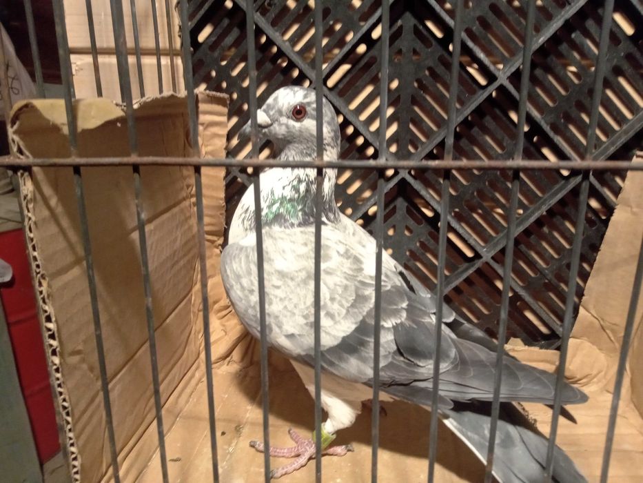 Gołębie pocztowe samice