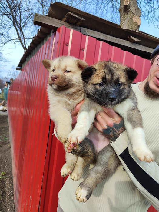 Акита: продаж, можу привезти