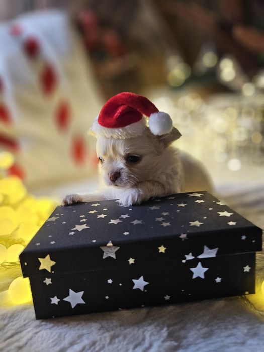 Chihuahua piękna dziewczynka