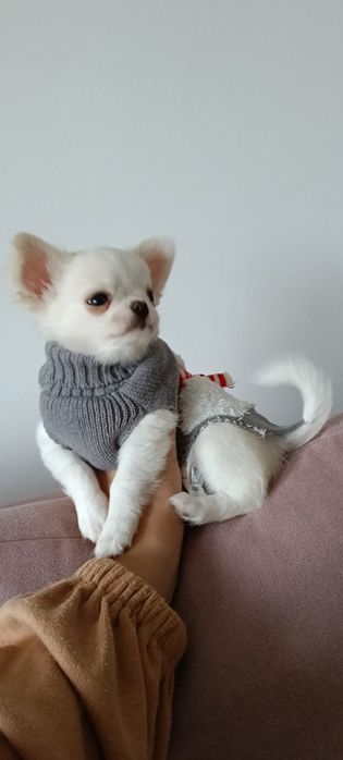 Śnieżnobiały długowłosy piesek ZKwP FCI