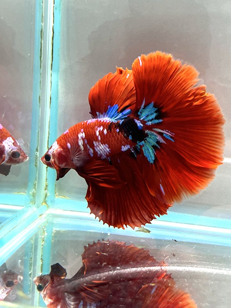 Bojownik Betta Koi Aqulalife