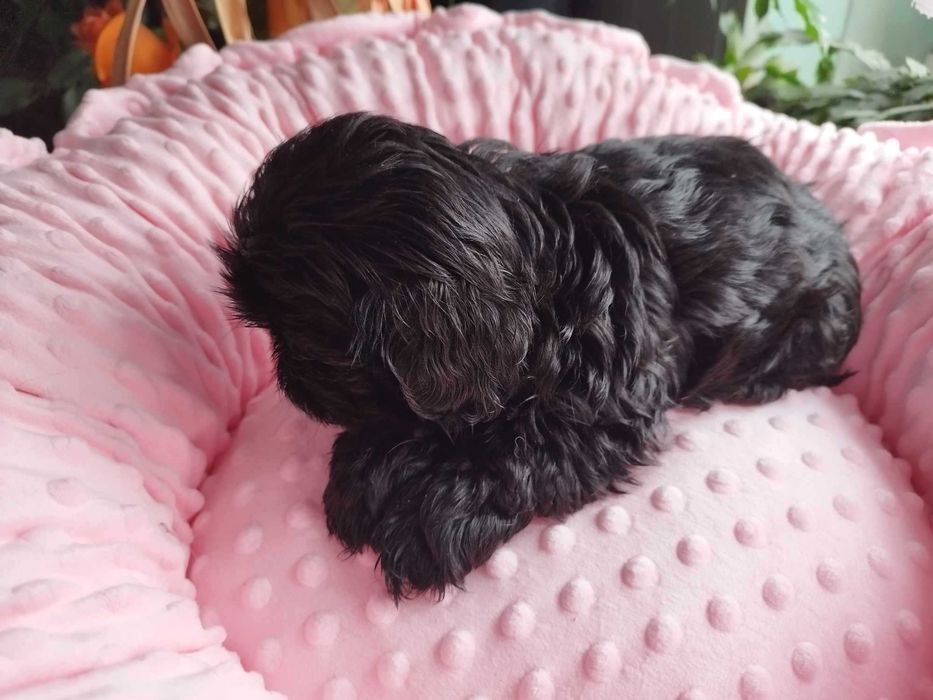 *** Shih Tzu Prześliczne Czarne Maluszki Wielkości Yorka ***