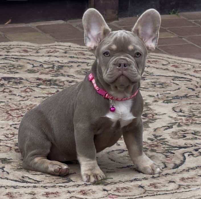 Изабелла француженка несет флаффи и сасао