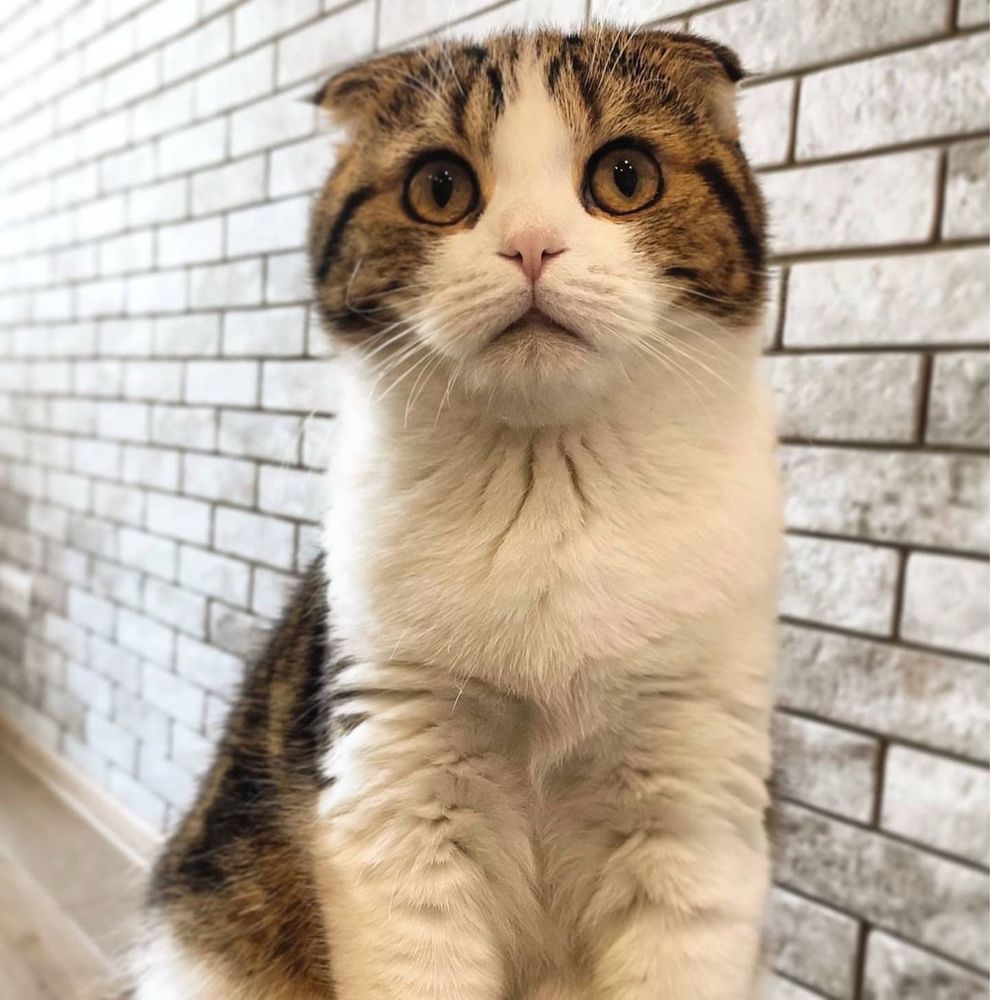 Кіт на вʼязку. Британець Scottish fold