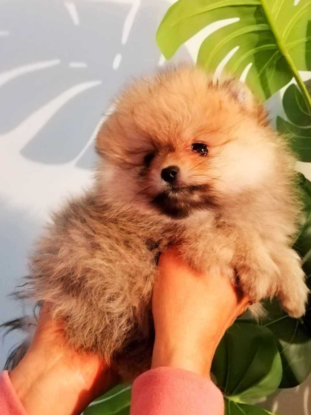 Pomeranian szpic miniaturowy-  piesek