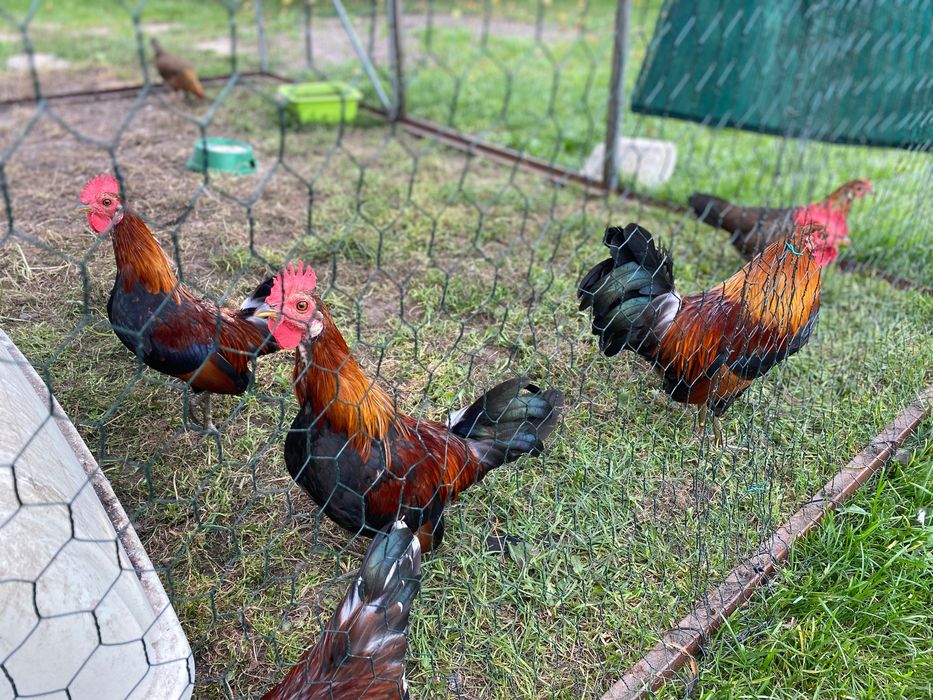 Koguty (karzełek polski).