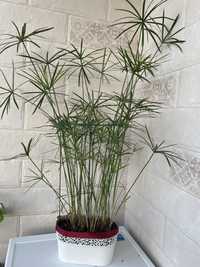 Ціперус циперус кімнатні рослини комнатные растения квіти вазон пальма