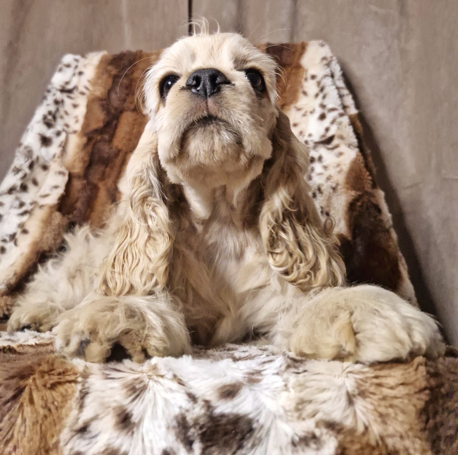 Cocker spaniel Amerykański FCI