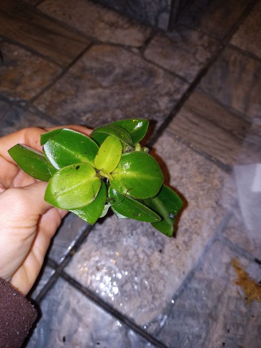 Zestaw roślin do terrarium