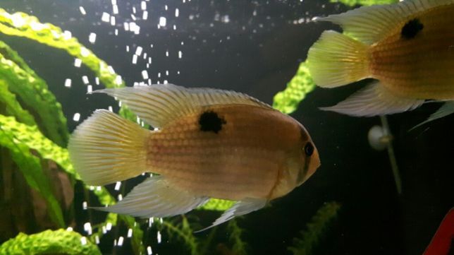 GB Akara z Maroni, Cleithracara maronii