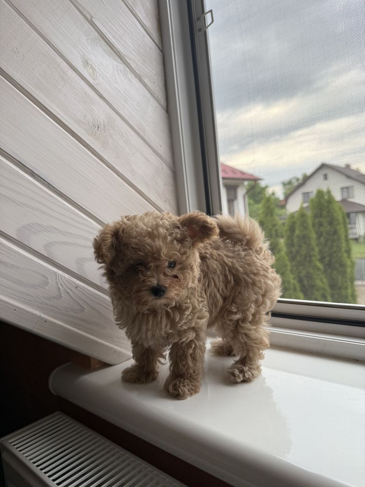 Maltipoo mini vip