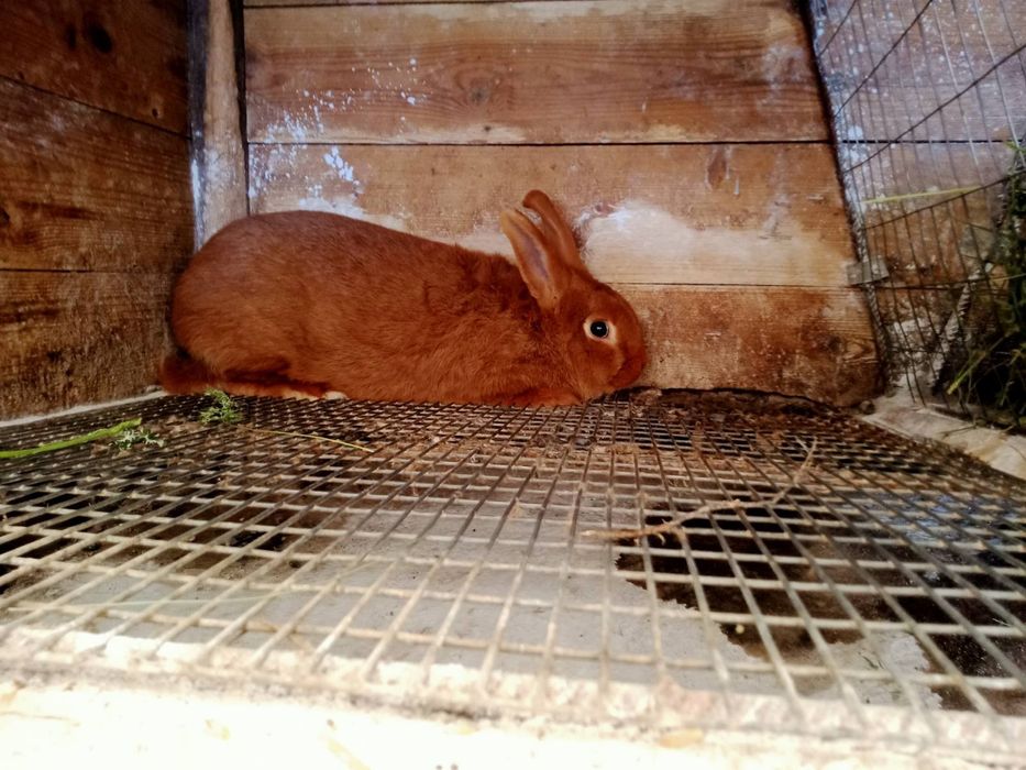 Кролики (КІТНІ КРОЛИЦІ) новозеландці, каліфорнійські ,полтавс. срібло