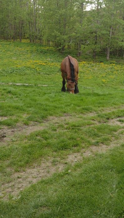 Sprzedam klacz zimnokrwistą
