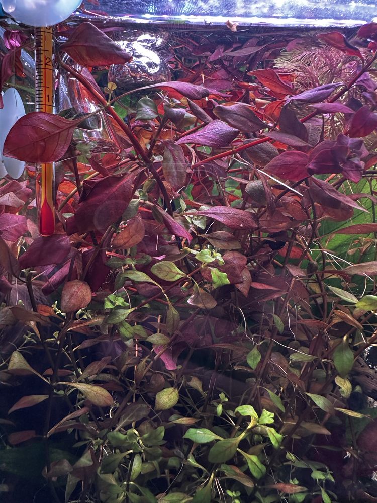 Ludwigia sp mini red roślina akwariowa