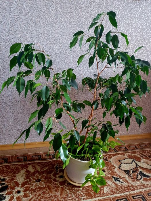 фікус, монстера делікатесна