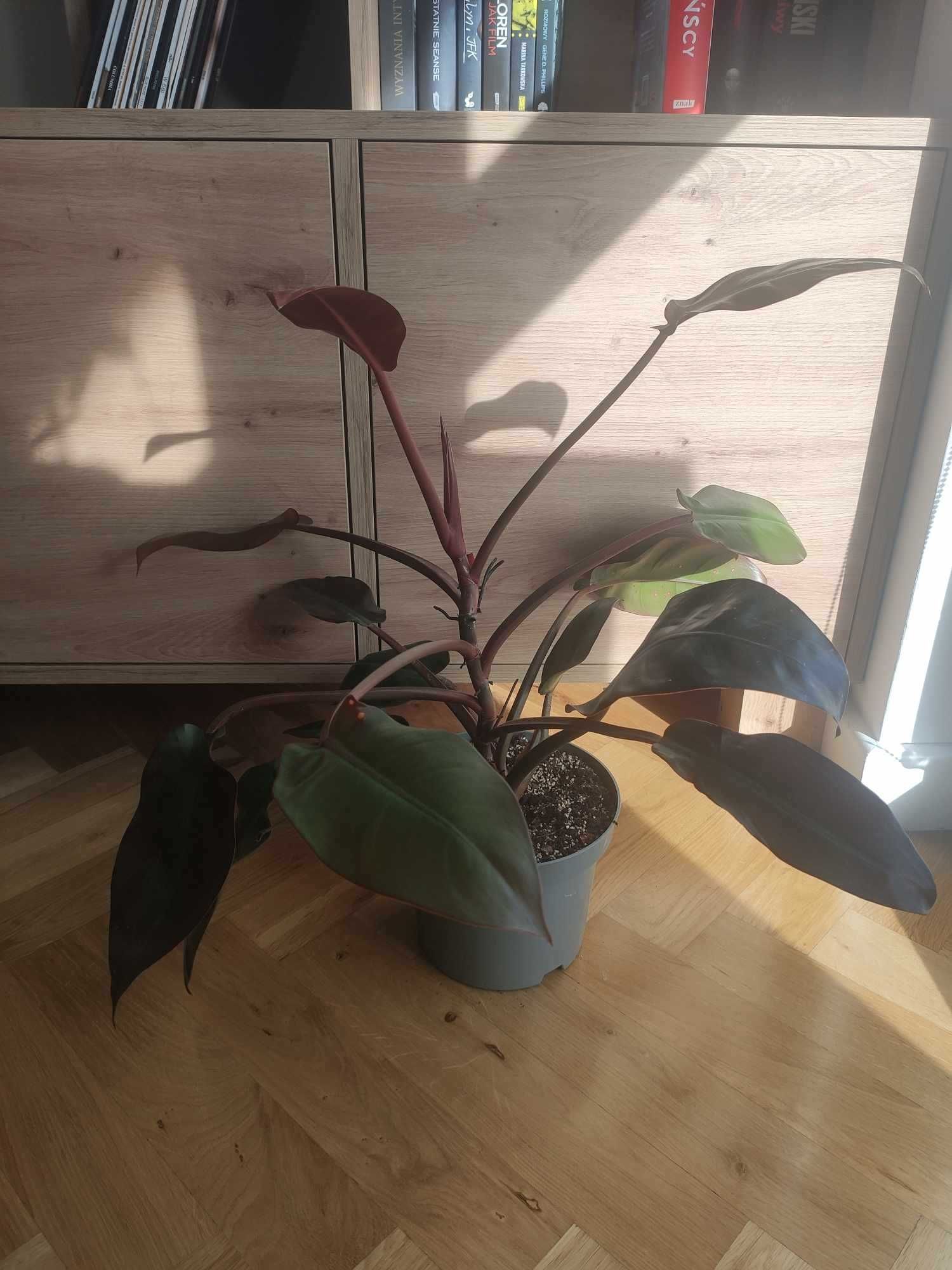 Roślina Doniczkowa - Philodendron Sun Red - Filodendron