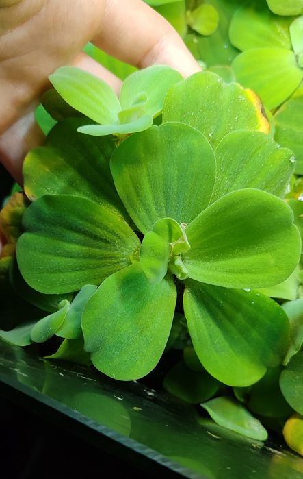 Planta de superfície para lagos/ aquários, Alface D'Água