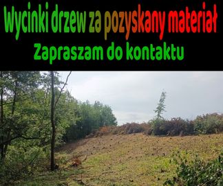 Wycinki drzew za darmo, za pozyskany materiał, za drewno