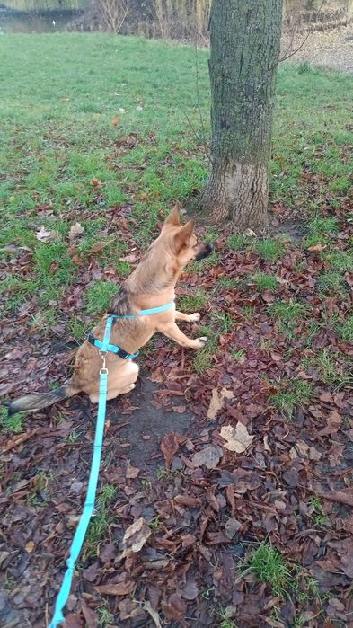 Riko szuka nowego kochającego domu